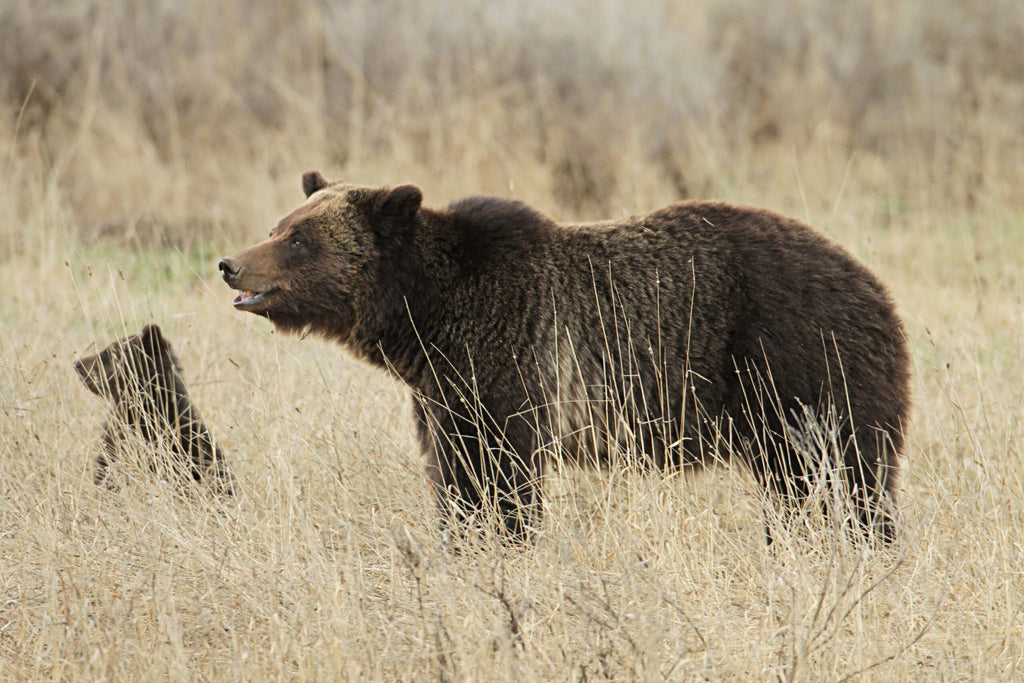 A grizzly sow and her cub near fishing bridge at Yellowstone National Park. PHOTO BY JIM PEACO / NPS