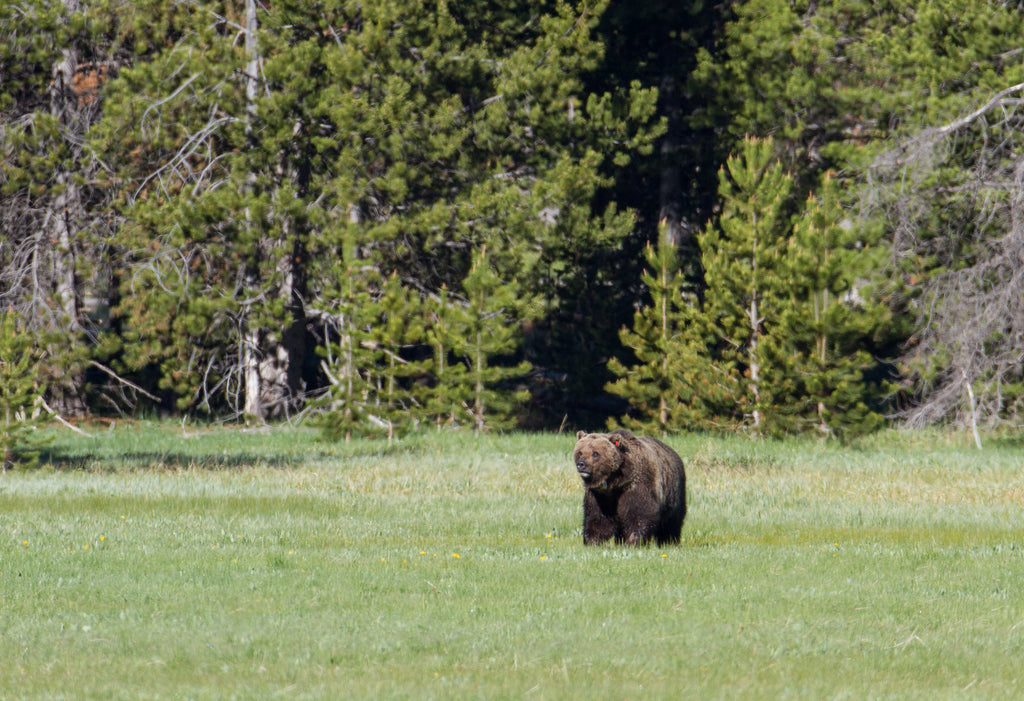 Two grizzlies euthanized after repeated conflicts