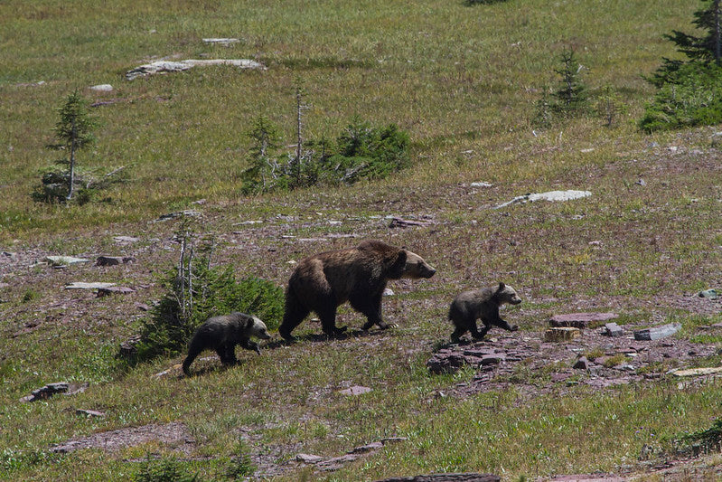 Grizzly sow with cubs NPS / ANDREW ENGLEHORN
