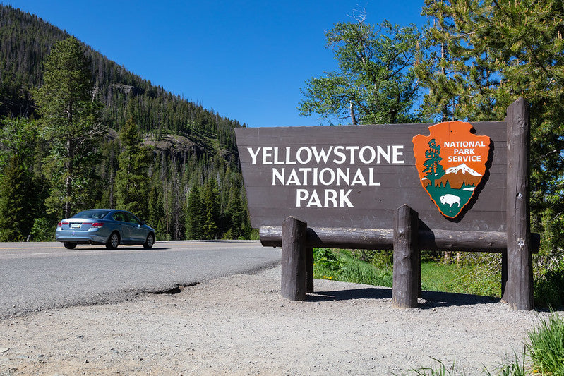 Black Bear Hunter Accused of Killing Protected Grizzly outside Yellowstone National Park