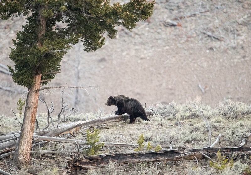 Yellowstone-area Grizzly's have stopped expanding their range