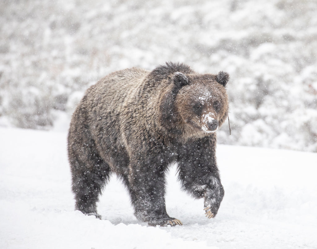 Biologist spots Yellowstone National Park’s first grizzly bear of 2023