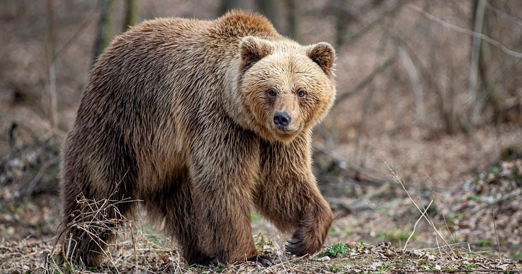 Biologists to begin 2024 grizzly and black bear captures for research purposes in Yellowstone National Park