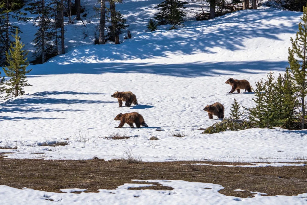 Part 1: Grizzly 399’s four cubs will soon reach a life-or-death crossroads