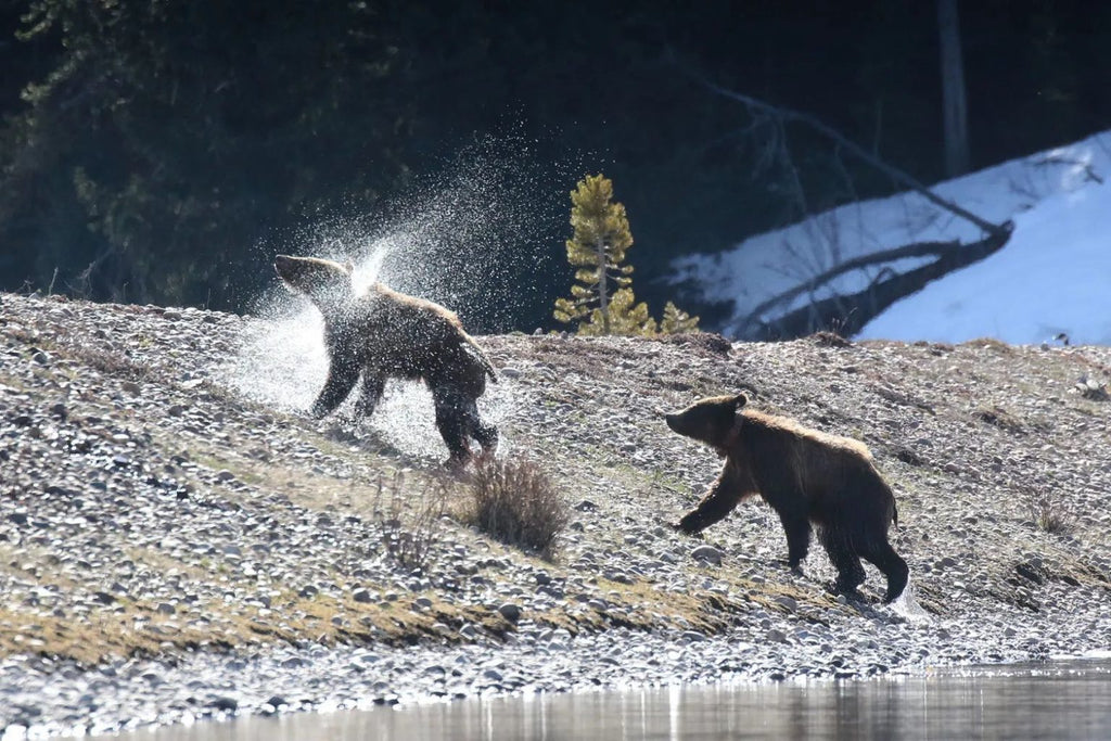 Part II: Grizzly 399’s four cubs will soon reach a life-or-death crossroads