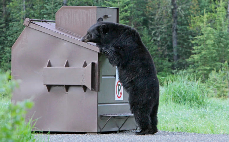 Food Storage Regulations in Grizzly Bear Recovery Areas