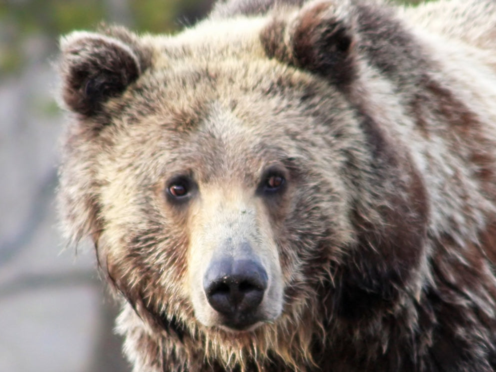 Grizzly bear confirmed in North Moccasin Mountains near Lewistown