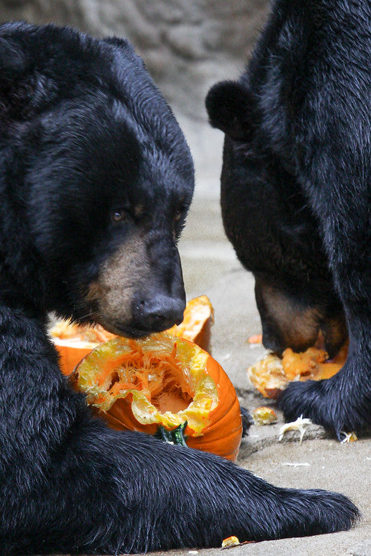 Be Bear Smart: Protecting your Pumpkins on Halloween