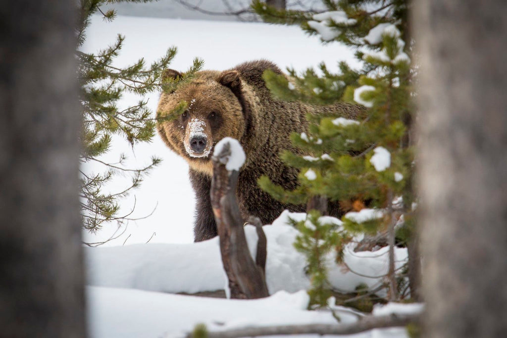Yellowstone’s first grizzly bear sighting of 2022