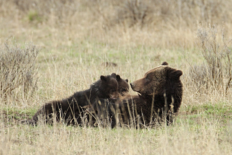 Ashton men sentenced for unlawful killing of grizzly bear