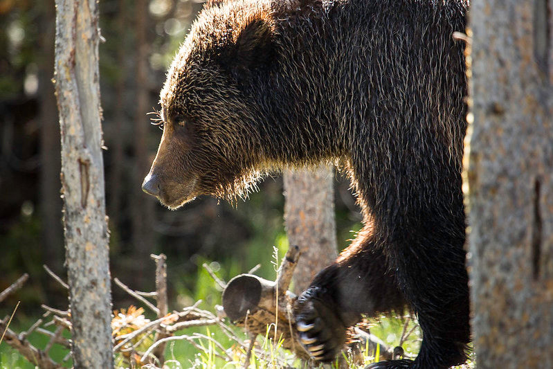 Women killed in bear encounter near West Yellowstone