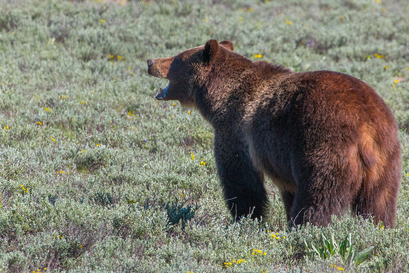 Grizzly bear confirmed in Pryor Mountains