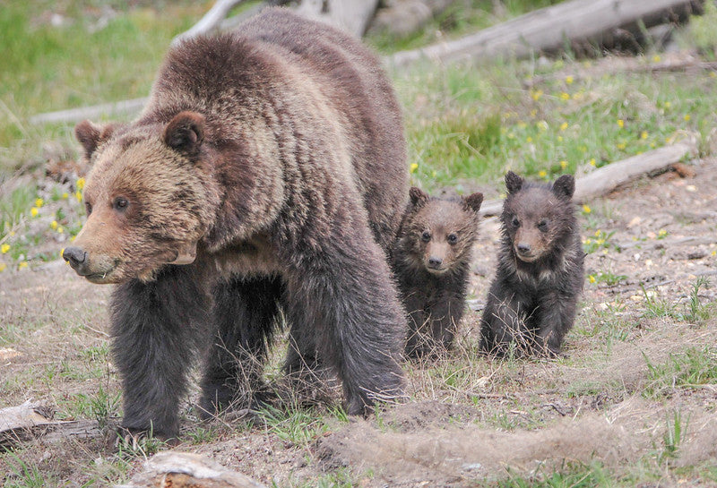 FWP encourages bear awareness