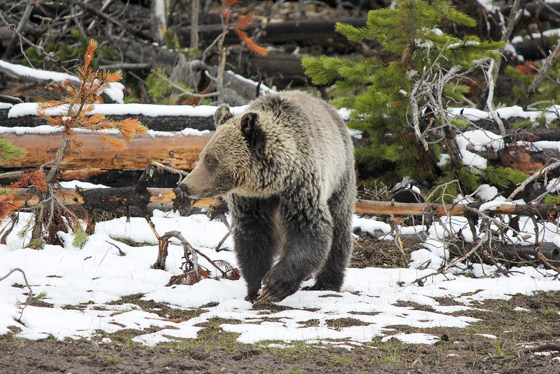 Grizzly bear conflicts continue in southwestern Montana