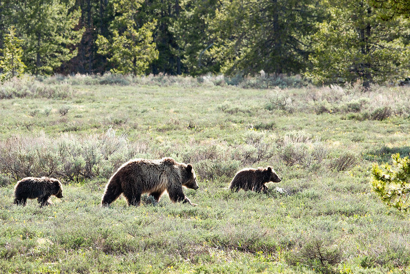 Teton County to require bear-proof trashcans countywide