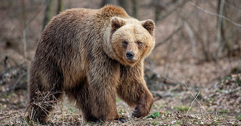 Biologists to begin 2024 grizzly and black bear captures for