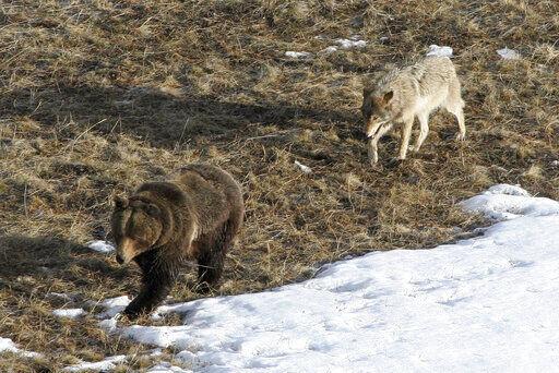 Wolves, bears are wary rivals as they compete for food