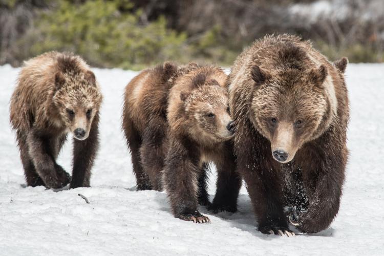 Yellowstone-area grizzly coordinators to meet in Jackson Wednesday and Thursday