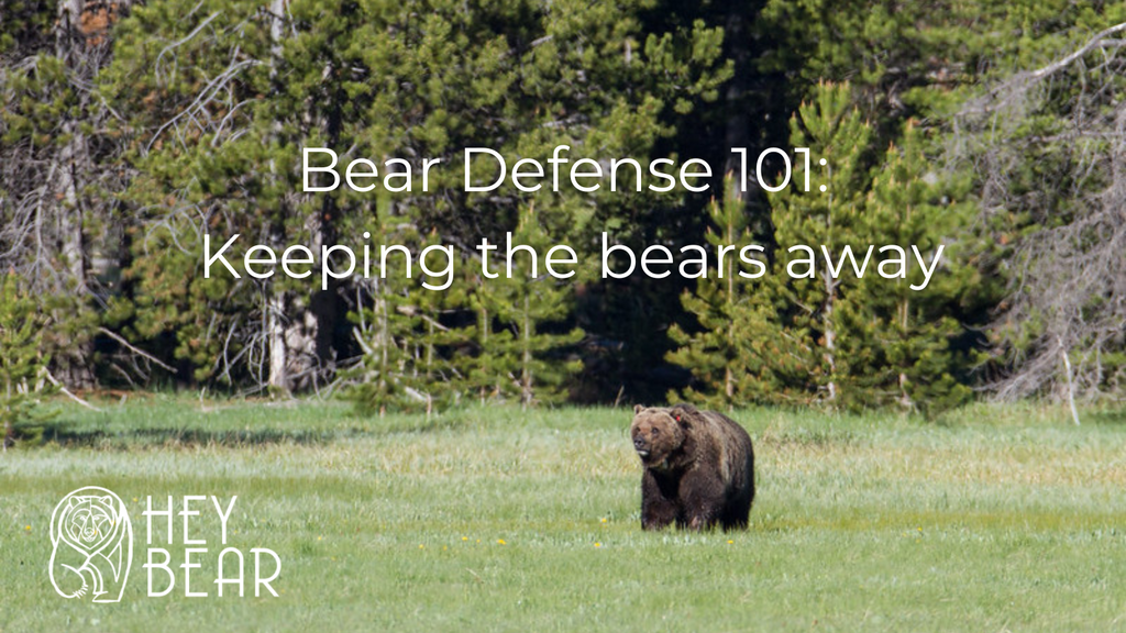 Bear Defense 101: Effective ways to keep the bears away!