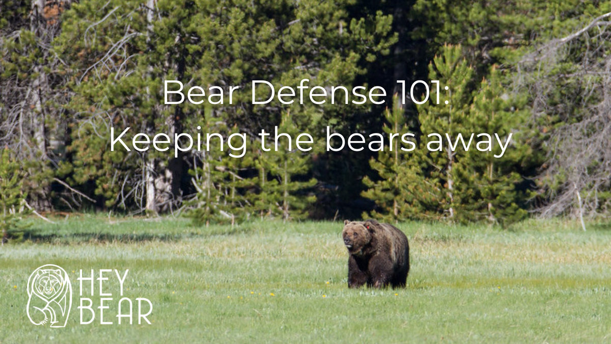 Bear Defense 101 Effective ways to keep the bears away! Hey Bear