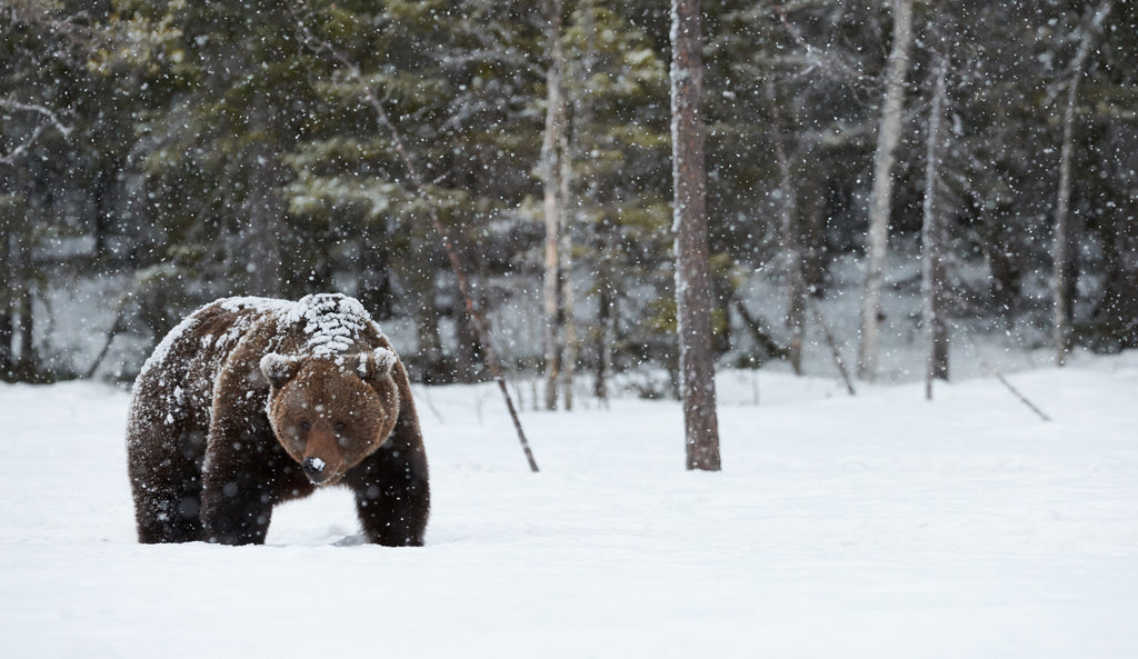 Climate variation is interrupting bear hibernation