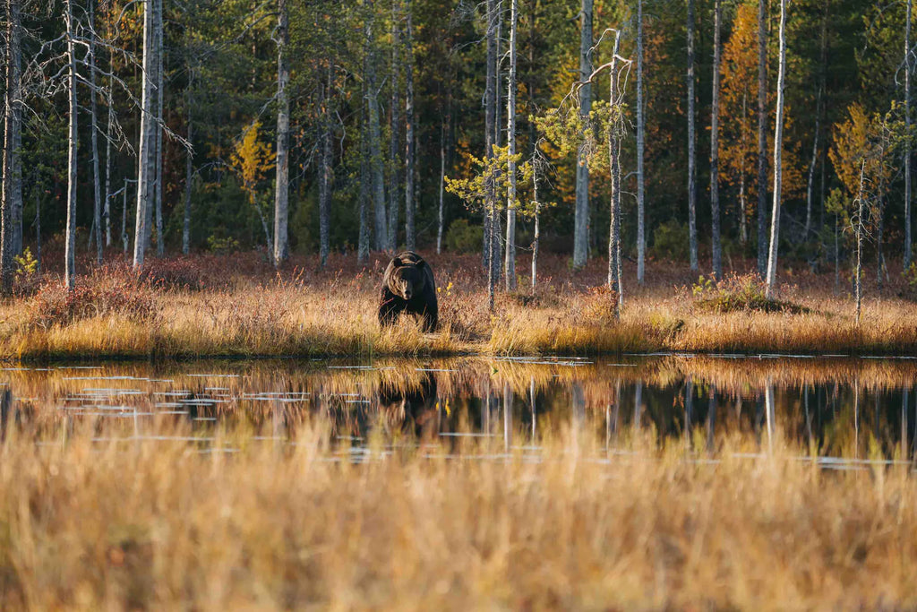 YNP / NPS Photo