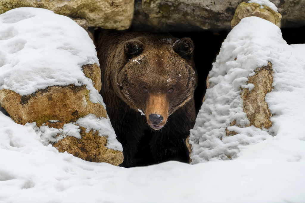 LOCAL NEWS Bear safety: Bears prepare to leave hibernation, public awareness crucial