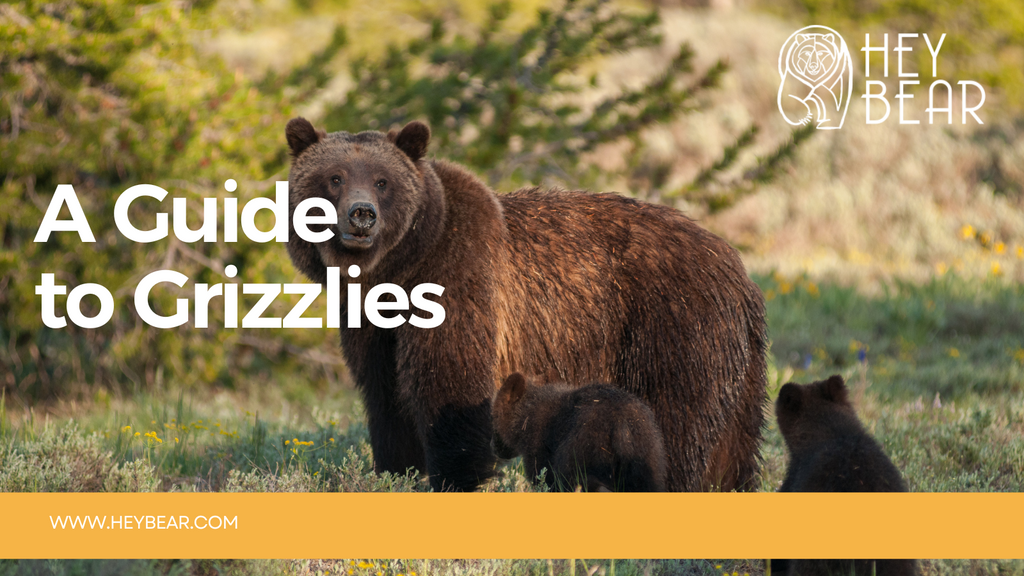 A Guide to the Grizzly Bear