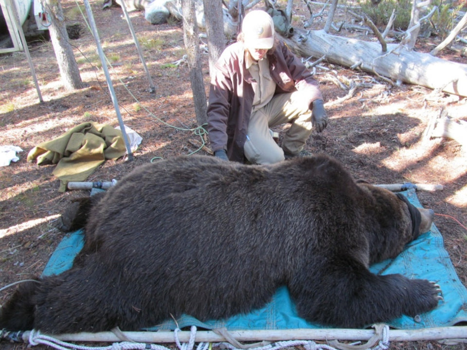 At 712 pounds and 41% body fat, Grizzly 566 was in extraordinary condition when Yellowstone National Park biologists handled the male bruin in October 2023. (C. Whitman/U.S. Geological Survey/IGBST)