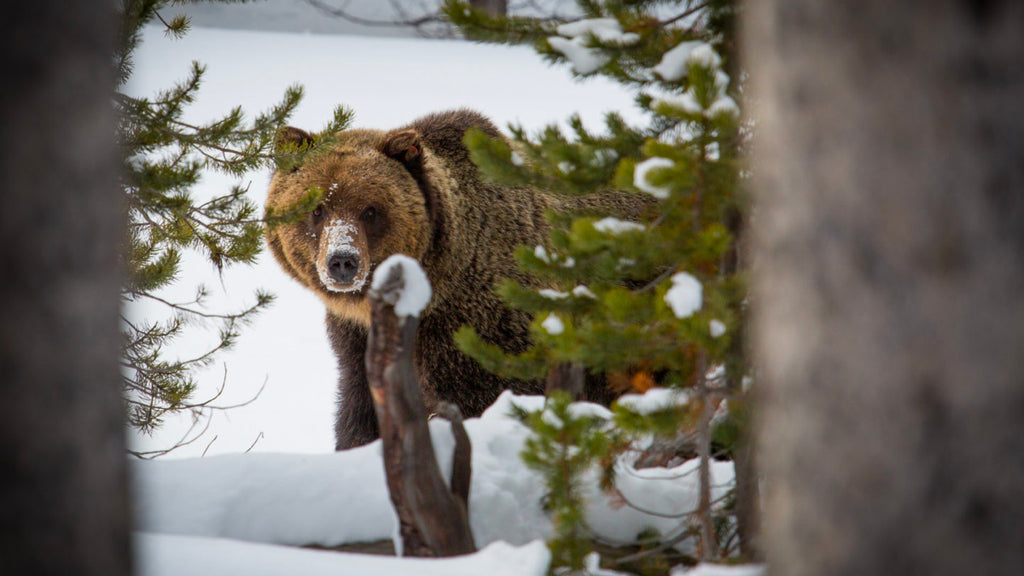 Wildlife Watch: grizzly bear management