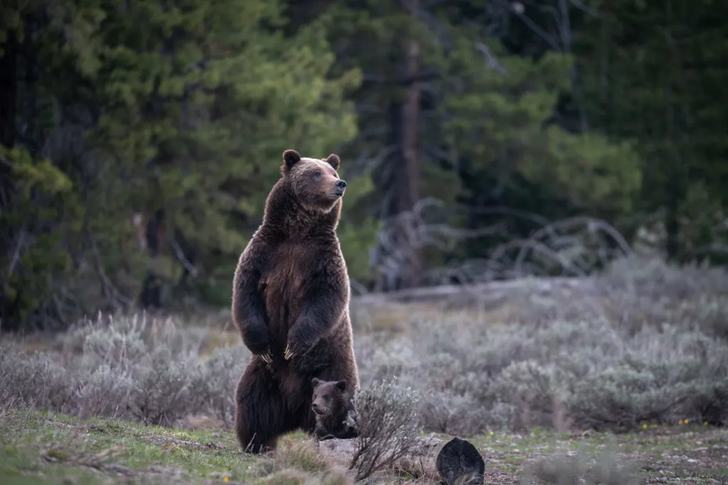 Hunter kills grizzly bear in self-defense encounter in Madison Range