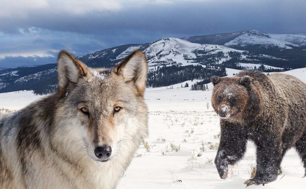 Congress hears bills to remove federal protections for wolves and grizzlies