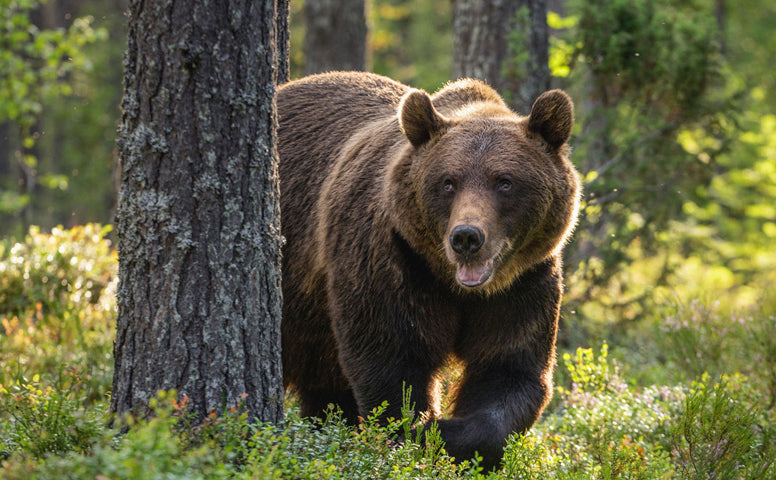 Woman gets jail time for close encounter with grizzly bear at Yellowstone National Park